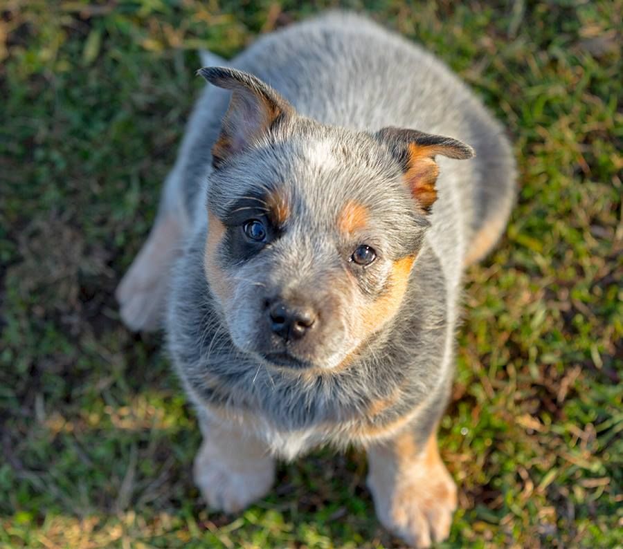 Pin On Gotta Love Heelers