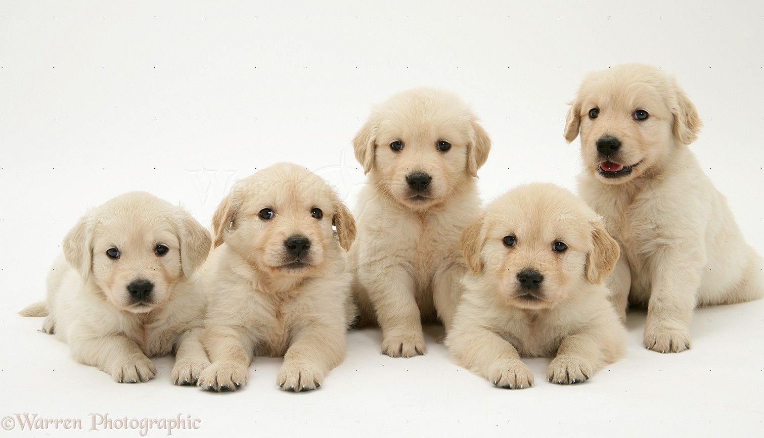 Dogs Golden Retriever Puppies Photo Wallpaper And Pictures Of High