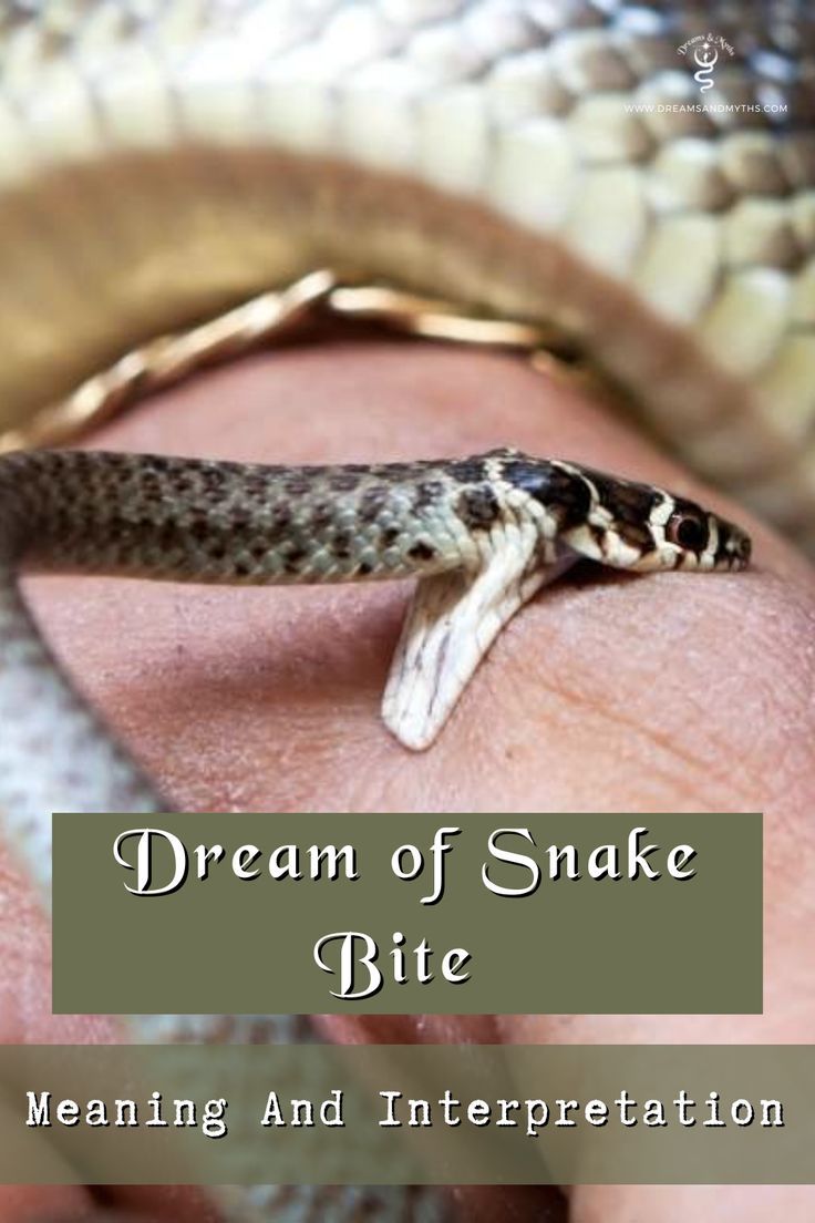 Dream Meanings Dream Interpretation Snakes Dream Meanings Fear Of The dream-meanings-dream-interpretation-snakes-dream-meanings-fear-of-the