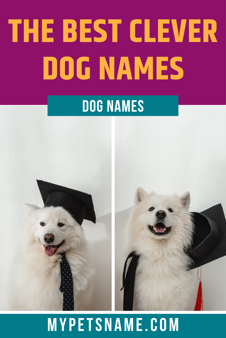 best-clever-dog-names-clever-dog-clever-dog-names-dog-names