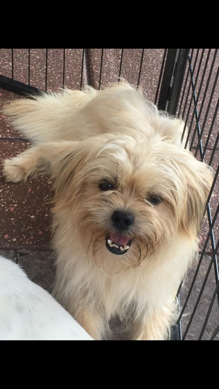 Meet Carson Cameron A Petfinder Adoptable Shih Tzu Dog Monroe
