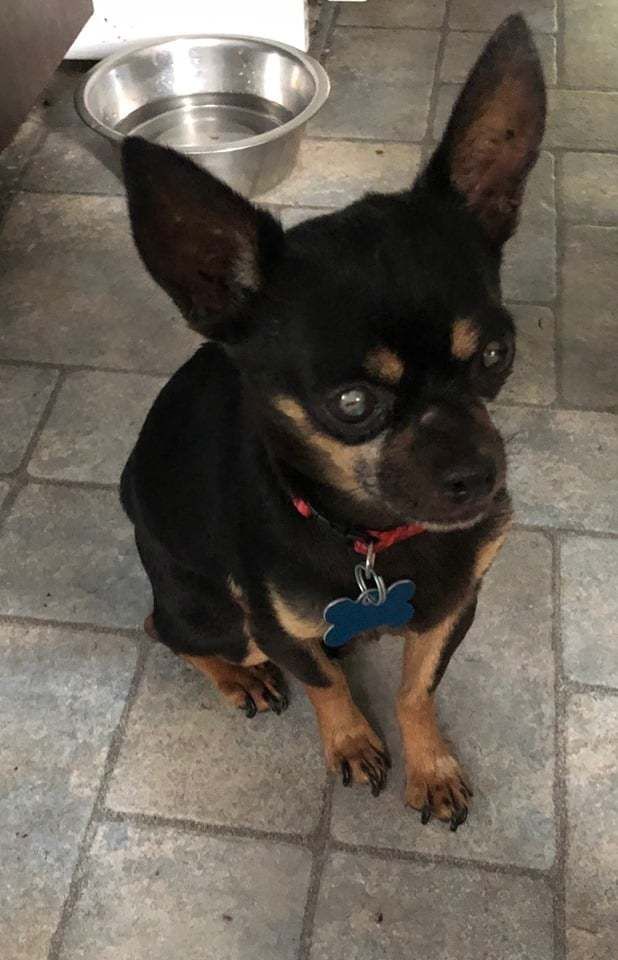 Adopt Levi on Petfinder Adopt Levi on Petfinder