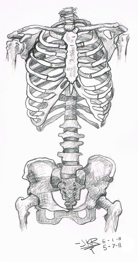 Anatomy Study: Skeleton Torso by JKRiki on DeviantArt Art Inspiration Drawing, Art Inspo, Human Anatomy Art, Anatomy Study, Human Skeleton Anatomy, Anatomy Organs, Skeleton Body, Cool Skeleton, Anatomy Reference