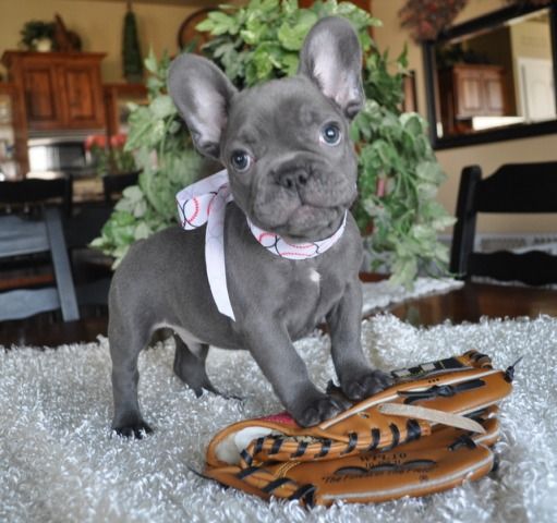 Wendy French Bulldog Puppies French Bulldog Breeders French