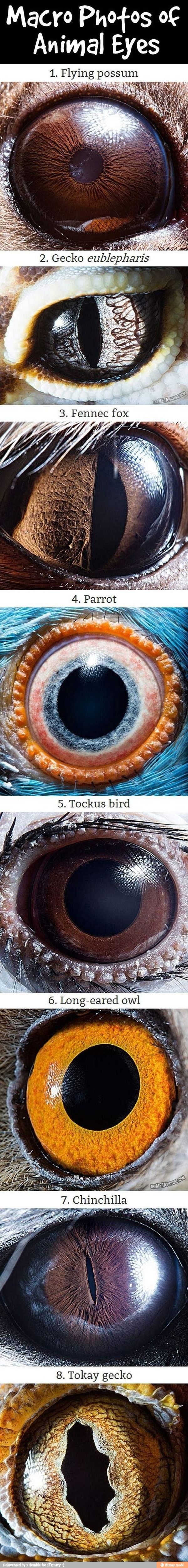 Macro Photos Of Animal Eyes Macro Photos Animals Beautiful Eyes Macro Photos Of Animal Eyes Macro Photos Animals Beautiful Eyes