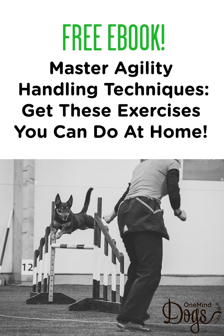 Train You Dog Dogtraininglondon 6389498641 Howtotrainapuppy
