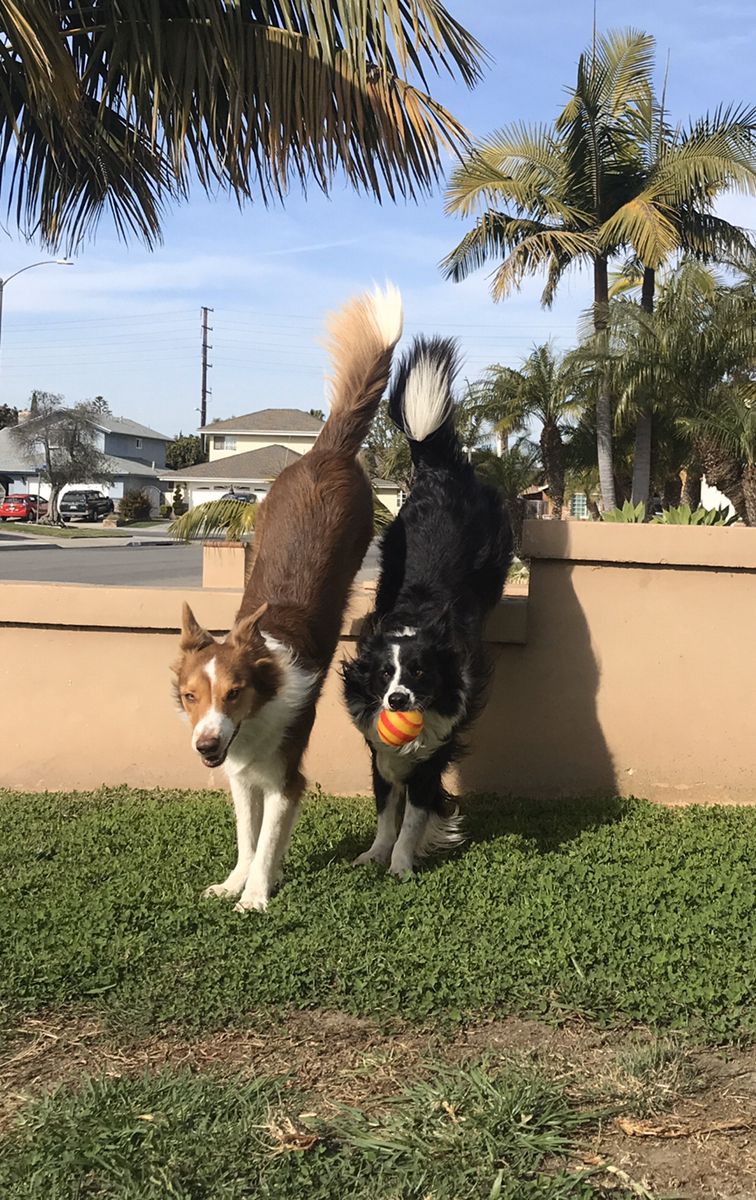 Pin By Jan Londeree On Zero And Darwin Border Collies In 2020