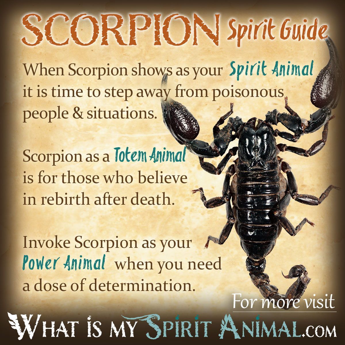 Scorpion Symbolism Meaning Spirit Totem Power Animal Spirit scorpion-symbolism-meaning-spirit-totem-power-animal-spirit