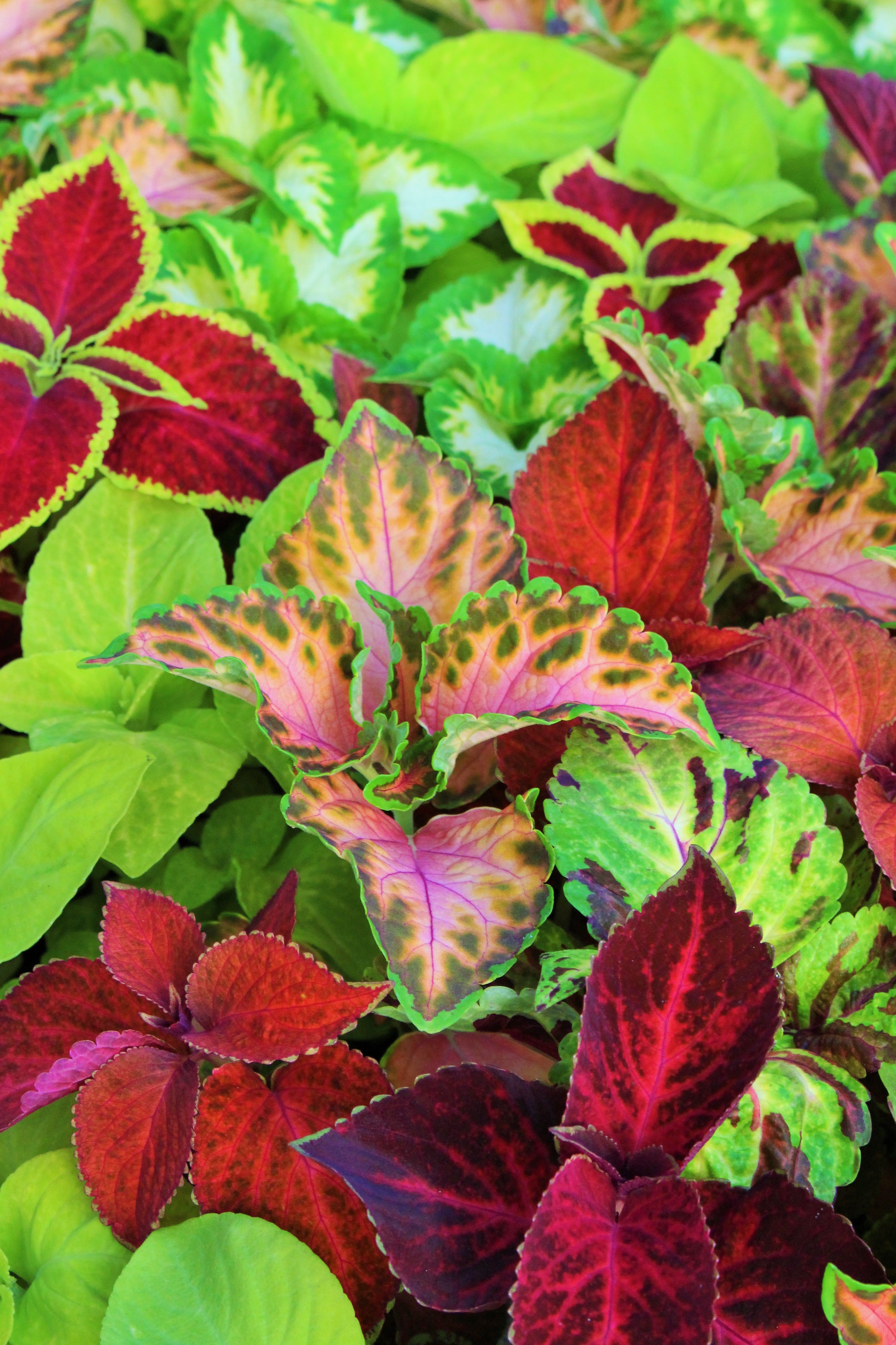 Coleus Plants, Beautiful flowers, Greenhouse gardening