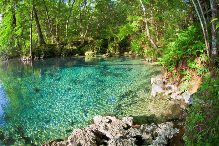 Florida Gainer Glory Swimming Pools Backyard Natural Swimming Pools Natural Pool