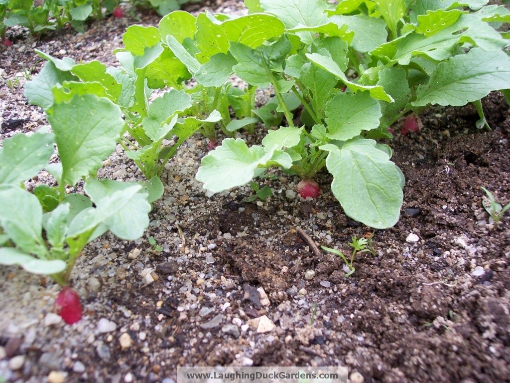 List Of How To Grow Radish From Seed Outdoors With Plan