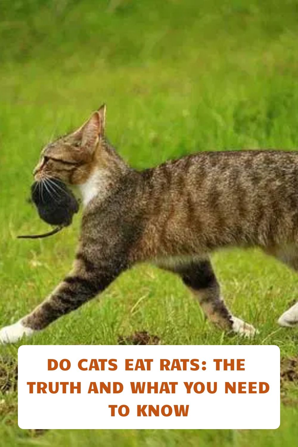 Do Cats Eat Rats The Truth And What You Need To Know Cat Diseases Do Cats Eat Rats The Truth And What You Need To Know Cat Diseases