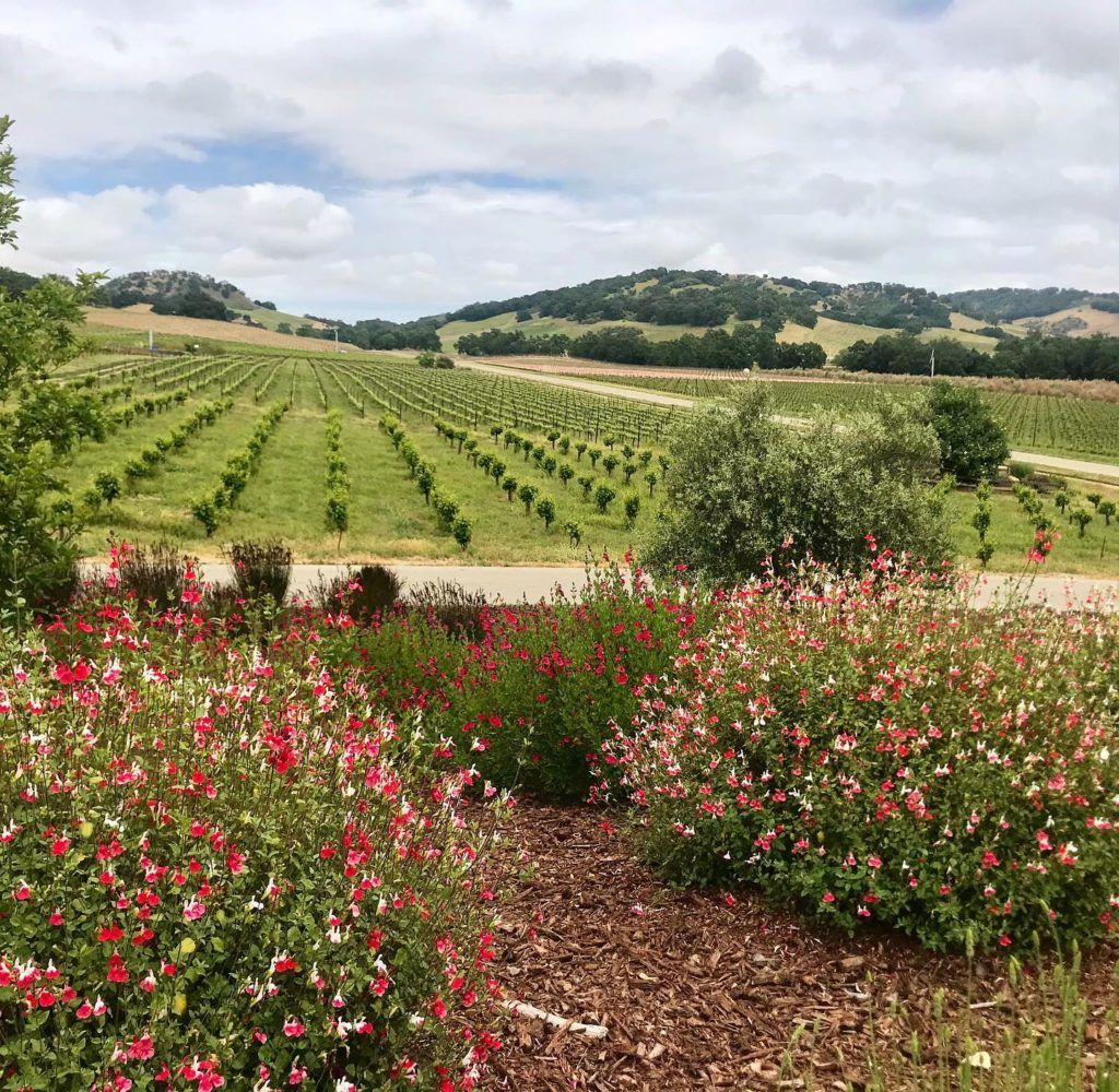 10 Reasons to Visit Paso Robles Now | Paso robles, Wine tour, Countryside