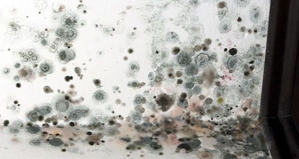 3 Non Toxic Tricks To Kill Mold In Your Home Exposure 3 Non Toxic Tricks To Kill Mold In Your Home