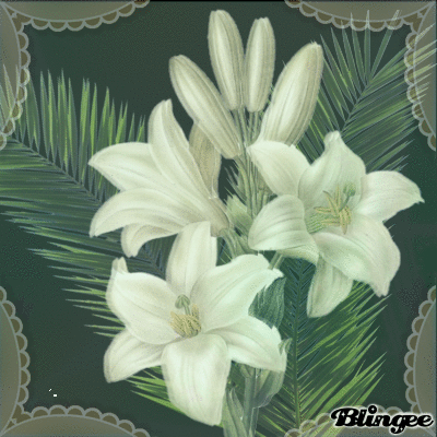 Weiße Lilien