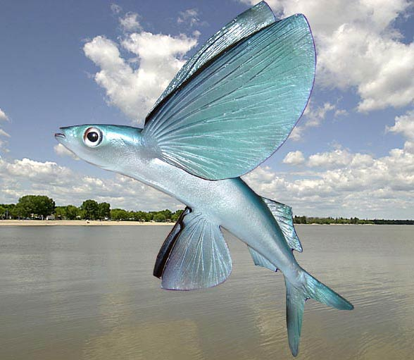 Flying Fish Artofit flying-fish-artofit