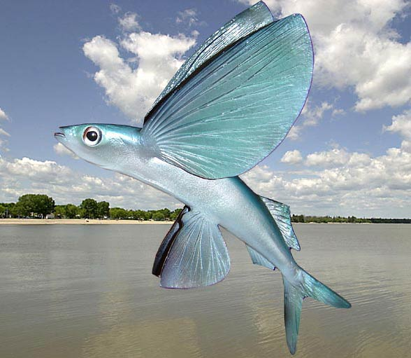 Flying fish – unusual fish