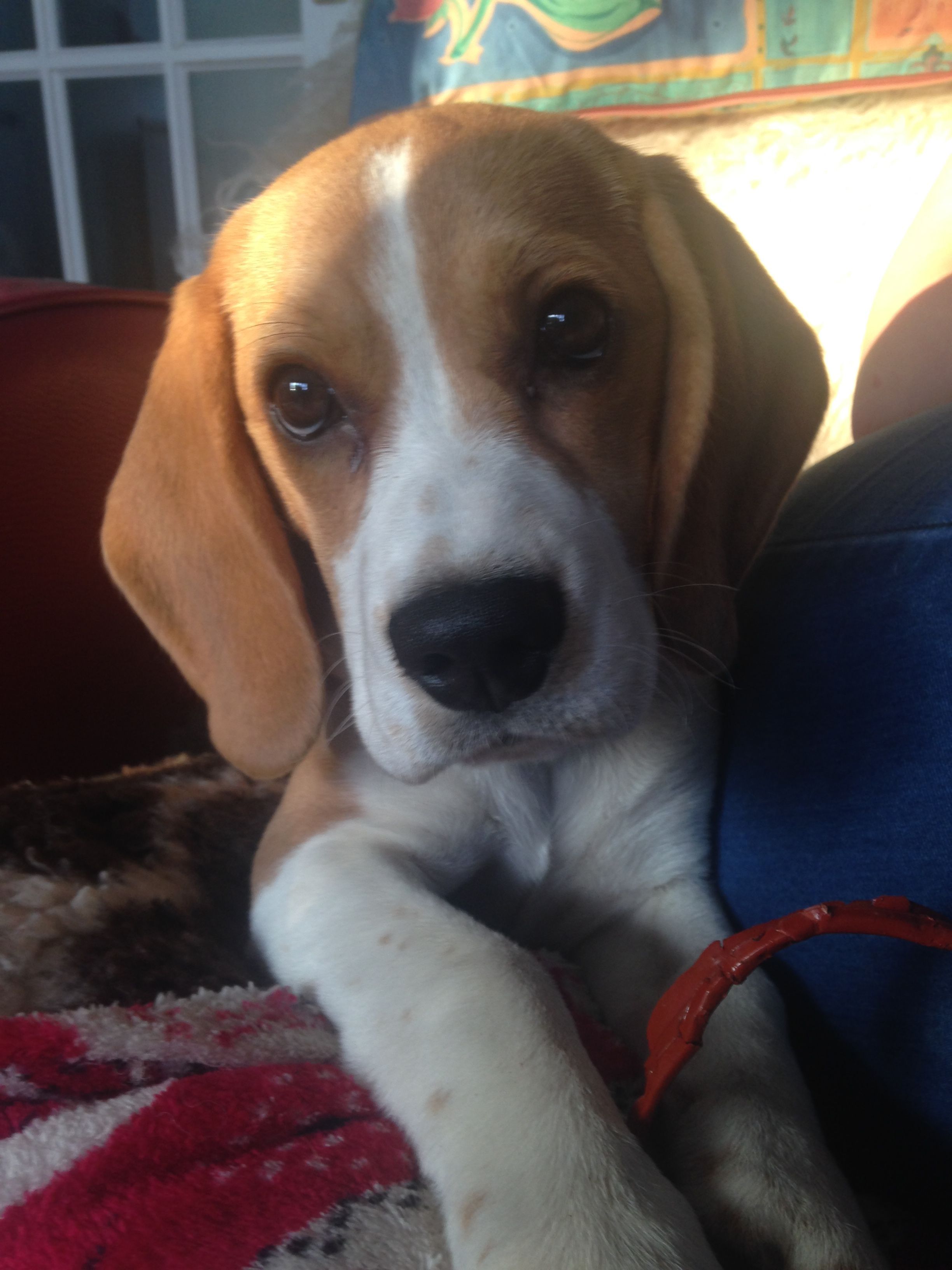 Beautiful Cases For Girls Beagle Dog Cute Beagles Beagle