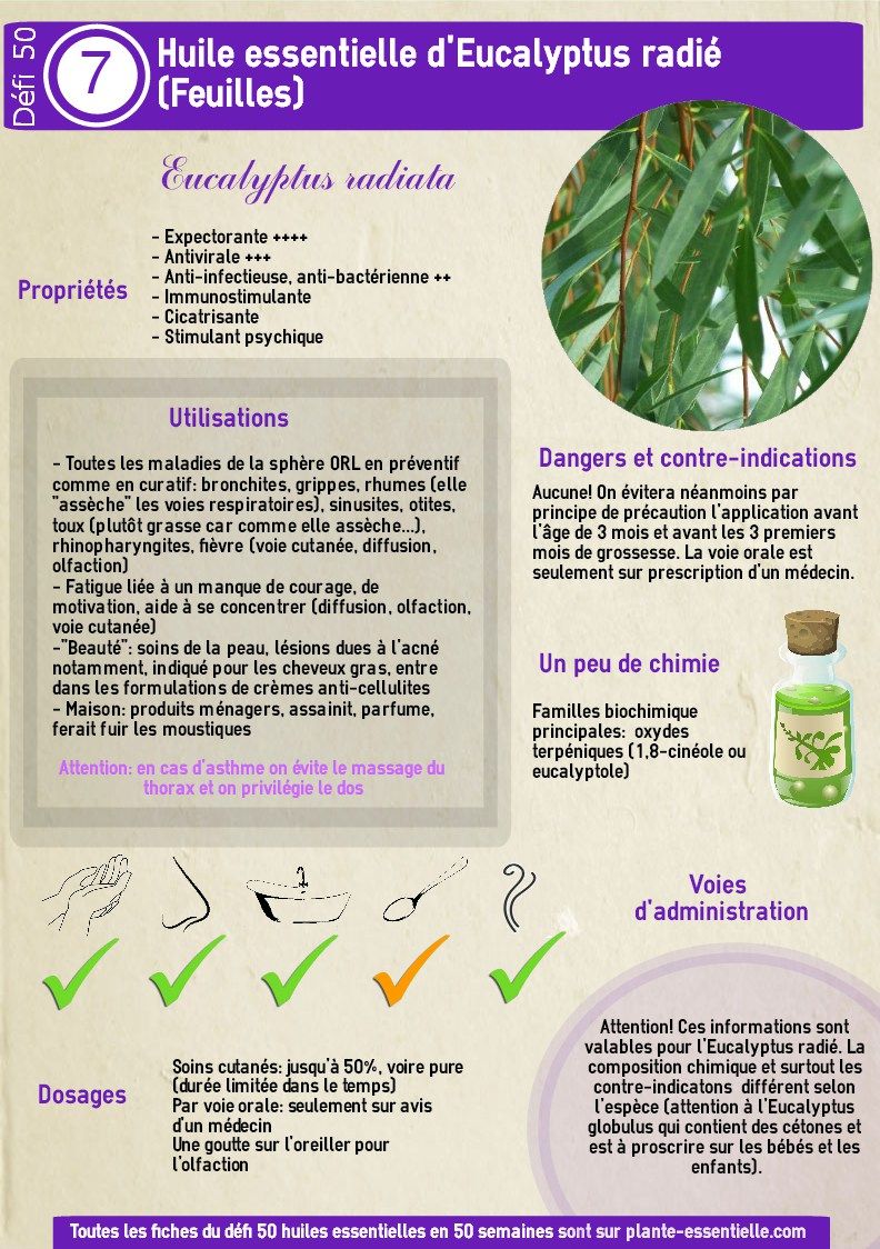 Huile Essentielle D Eucalyptus Radie Proprietes Et Utilisation Sans Dang Huile Essentielle Patchouli Huile Essentielle Bergamote Huile Essentielle Eucalyptus Huile Essentielle D Eucalyptus Radie Proprietes Et Utilisation Sans Dang Huile Essentielle Patchouli Huile Essentielle Bergamote Huile Essentielle Eucalyptus