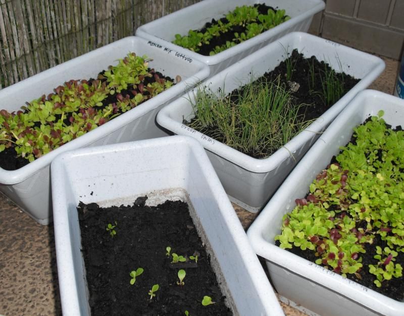 florida vegetable gardening kitchen florida vegetable gardening garden gardens and florida vegetable gardening kitchen florida vegetable gardening garden gardens and