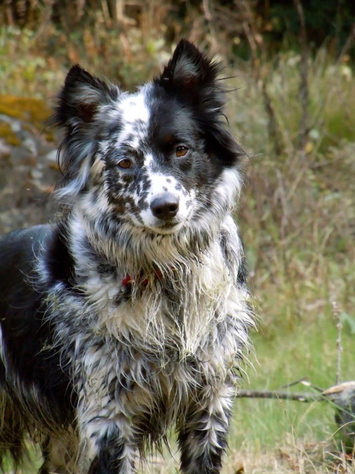 Border Collie Mix Puppies, Border Collie Dog, Australian Border Collie, Beautiful Dogs, Animals Beautiful, Pretty Dogs, Gorgeous, I Love Dogs, Cute Dogs