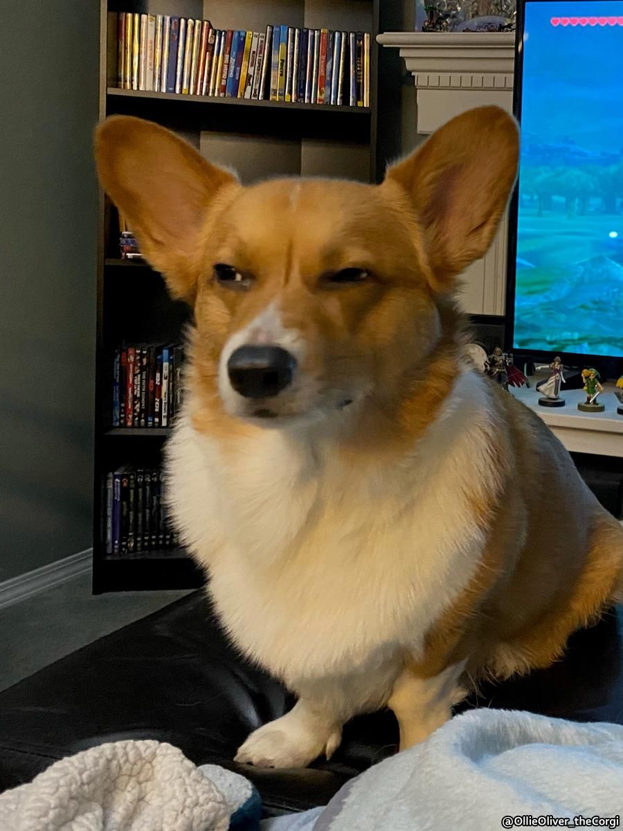 Ollie gave me stink eye for not giving him popcorn Ollie gave me stink eye for not giving him popcorn