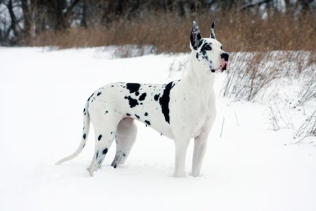 Harlequin Great Dane In Snow Great Dane Puppy Harlequin Great Danes