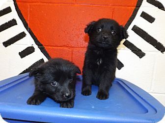 Rome Ga Border Collie Mix Meet 13d 2232 2233 10 20 A Puppy