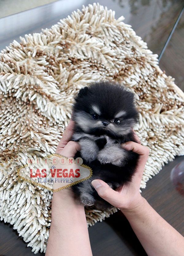 Pom Puppy For Sale Teacup White Pom Teacup Pom 可愛すぎる動物 ポメラニアン かわいい 可愛い ワンちゃん Pom Puppy For Sale Teacup White Pom Teacup Pom 可愛すぎる動物 ポメラニアン かわいい 可愛い ワンちゃん