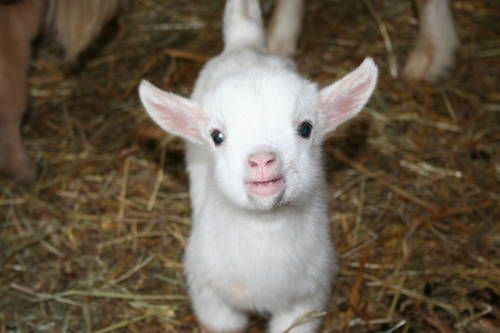 The Cutest Animal I Need One Cute Animals Baby Goats Baby Goats Pygmy The Cutest Animal I Need One Cute Animals Baby Goats Baby Goats Pygmy