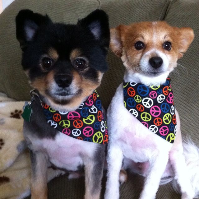 Zeke And Barley After Haircut Pets Animals Dogs