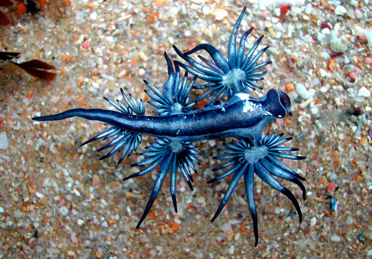 Sea Slug Google Search Creepy Animals Mysterious Sea Creatures sea-slug-google-search-creepy-animals-mysterious-sea-creatures