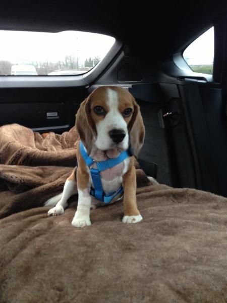 Our Stories Therapy Dogs Vancouver Blog The Covenant
