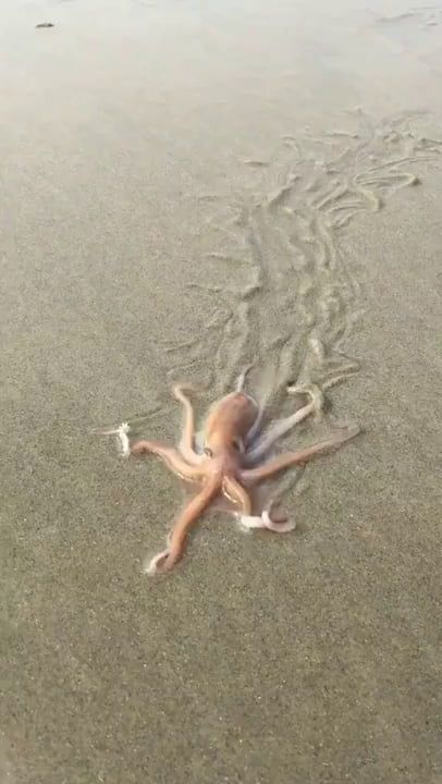 Octopus on the beach. Octopus on the beach.