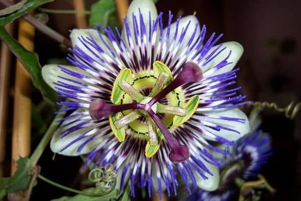 10 Beautiful Climbing Flower Vines - Urban Garden Gal Climbing Flowers, Climbing Vines, Weird Plants, Unusual Plants, Climbing Plants Fast Growing, Creeping Vines, Planting For Kids, Evergreen Vines, Large Flower Pots