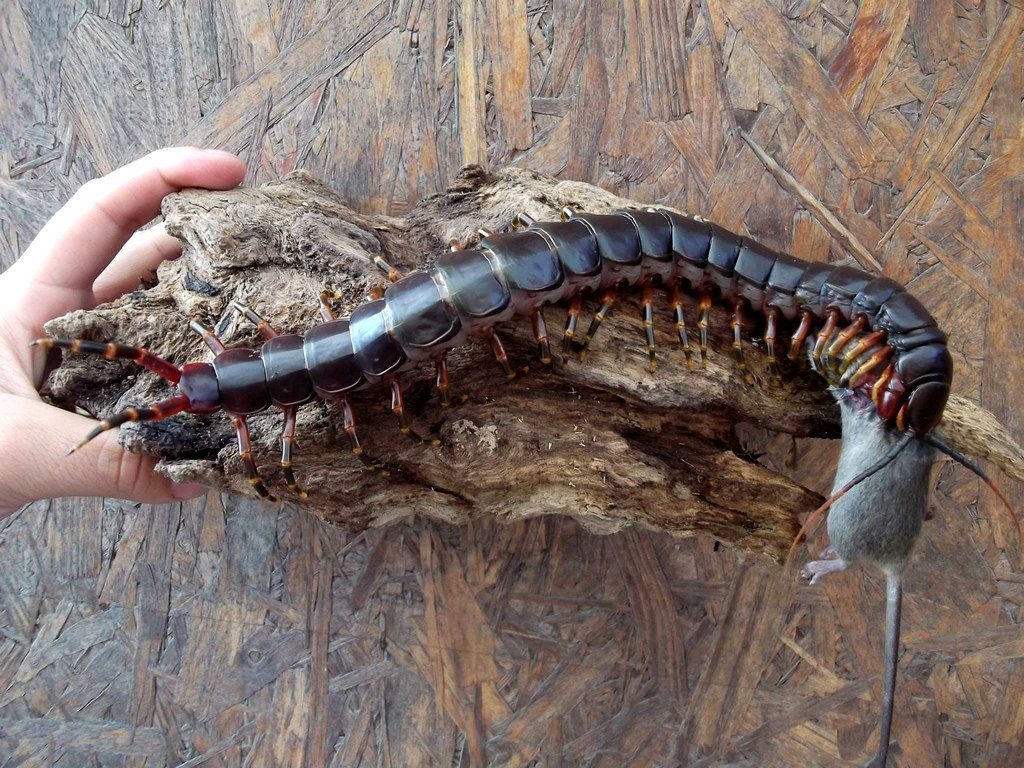 How does scolopendra look and is it dangerous for a person How does scolopendra look and is it dangerous for a person