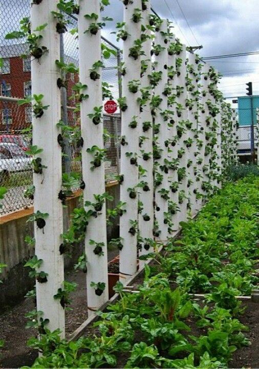 Pvc strawberry tower diy