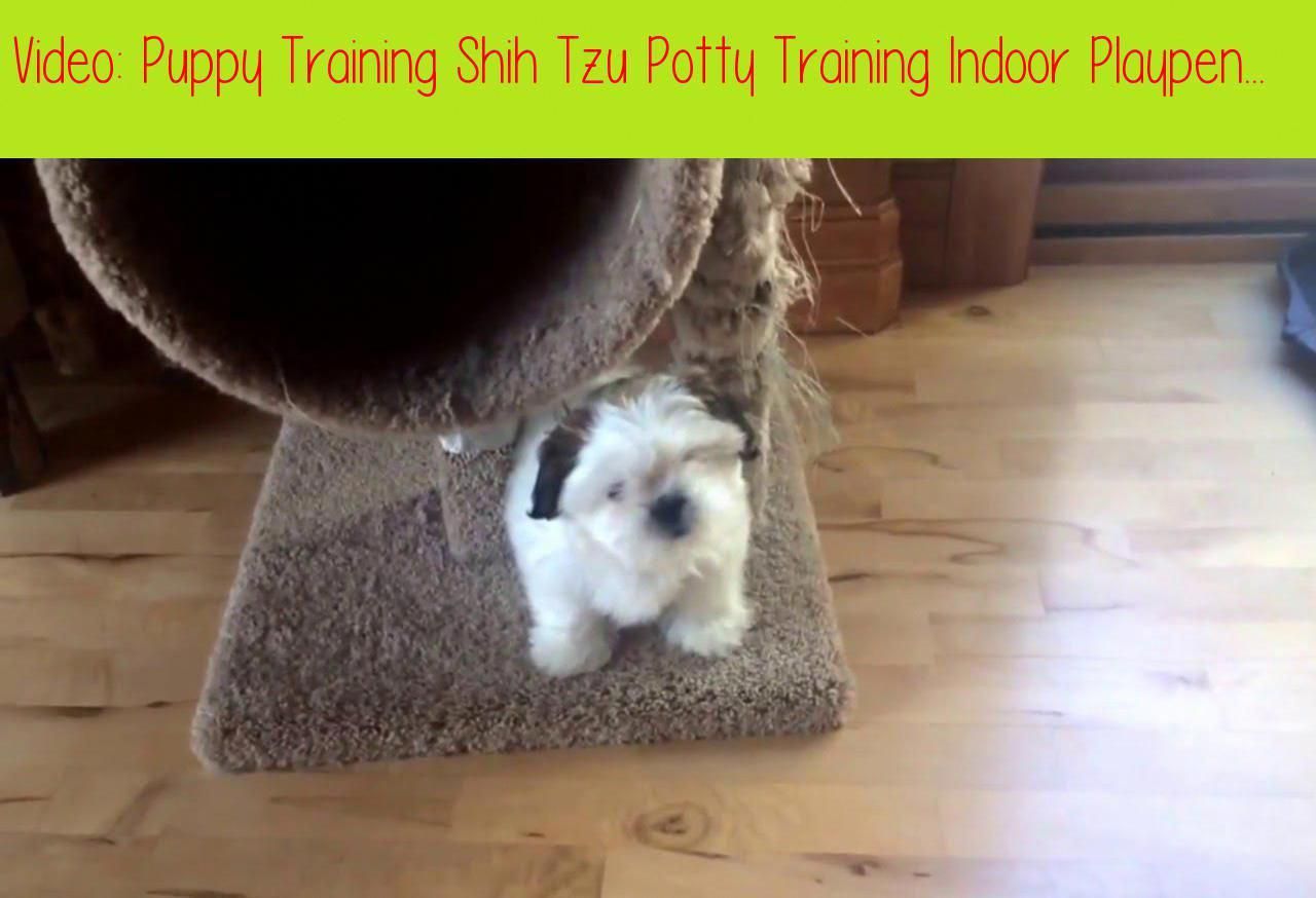 Puppy Training Shih Tzu Potty Training Indoor Playpenlucy Is 11
