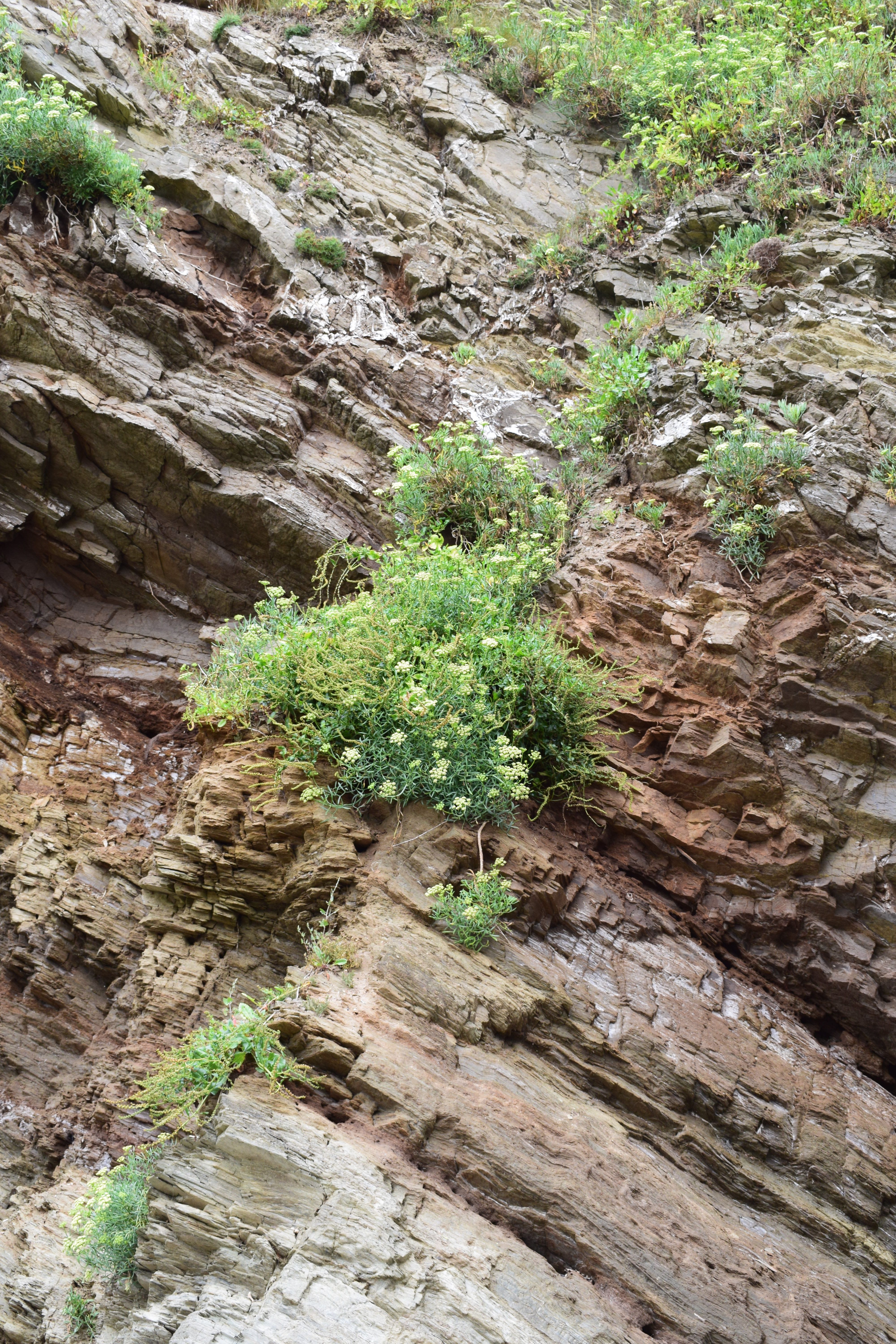 Plants growing in rock at the coast Garden design, Plants, Landscape