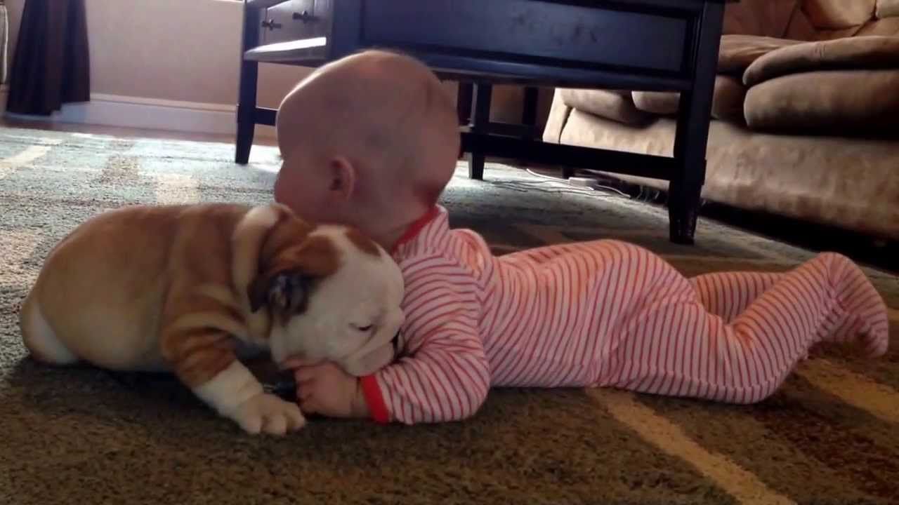 Bulldog Puppy Kissing A Baby Will Make Your Heart Melt Cute