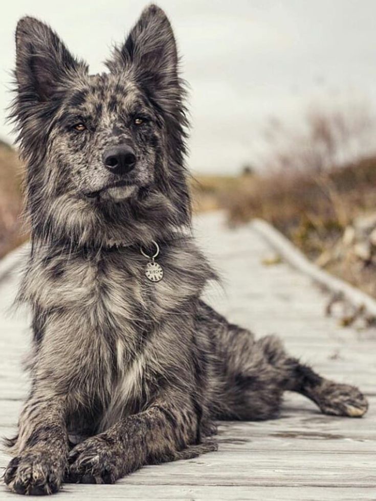 Pin By Lizzy Espana On Wolf Dog Addicted In 2020 Dogs Pretty Dogs Beautiful Dogs