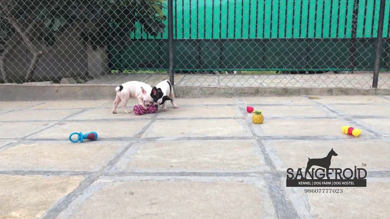 French Bulldog Puppies For Sale In Mumbai Callclick For Number