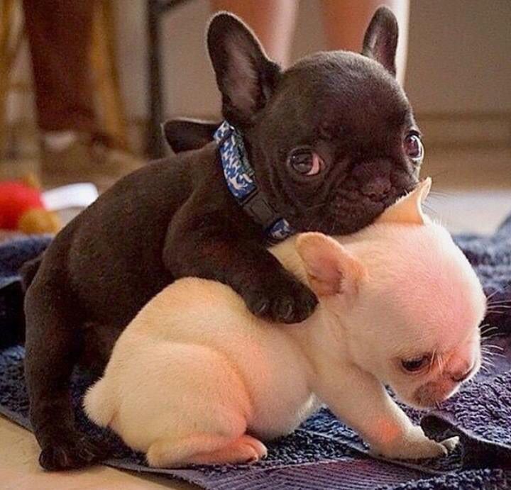 Me And This Army With Images Cute Animals Cute Baby Animals