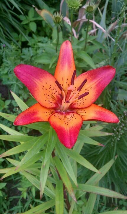 Tiger Lily Fabulous Colors With Images Tiger Lily Flowers