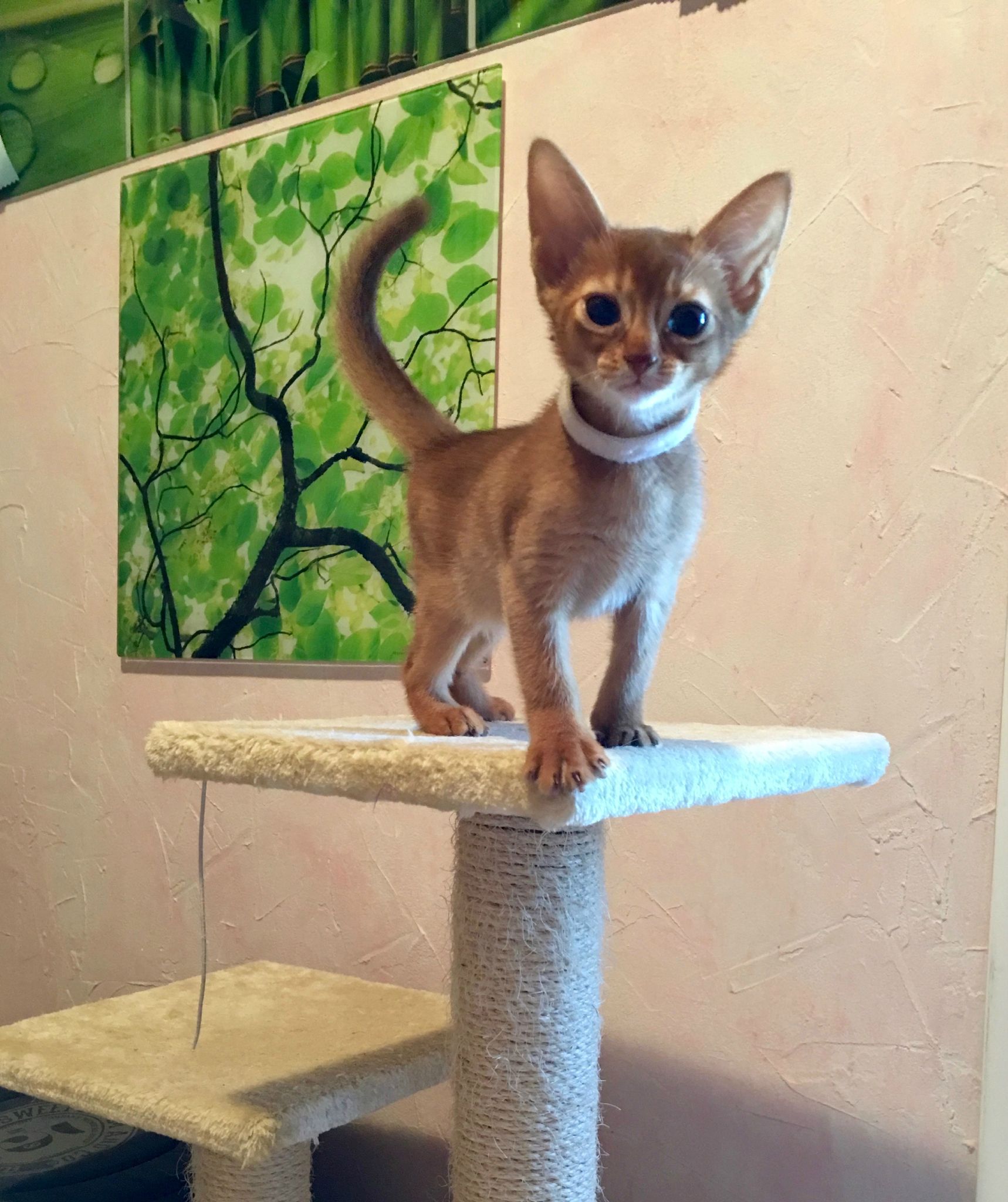 Il Possede Une Apparence Extremement Proche Des Chats De L Egypte Ancienne Chat Felin Animal Animaux Cat Natur Photo Chat Belles Photos De Chats Animaux Il Possede Une Apparence Extremement Proche Des Chats De L Egypte Ancienne Chat Felin Animal Animaux Cat Natur Photo Chat Belles Photos De Chats Animaux