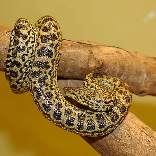 This Snake Prefers To Hunt Under Water Surungen Yilanlar