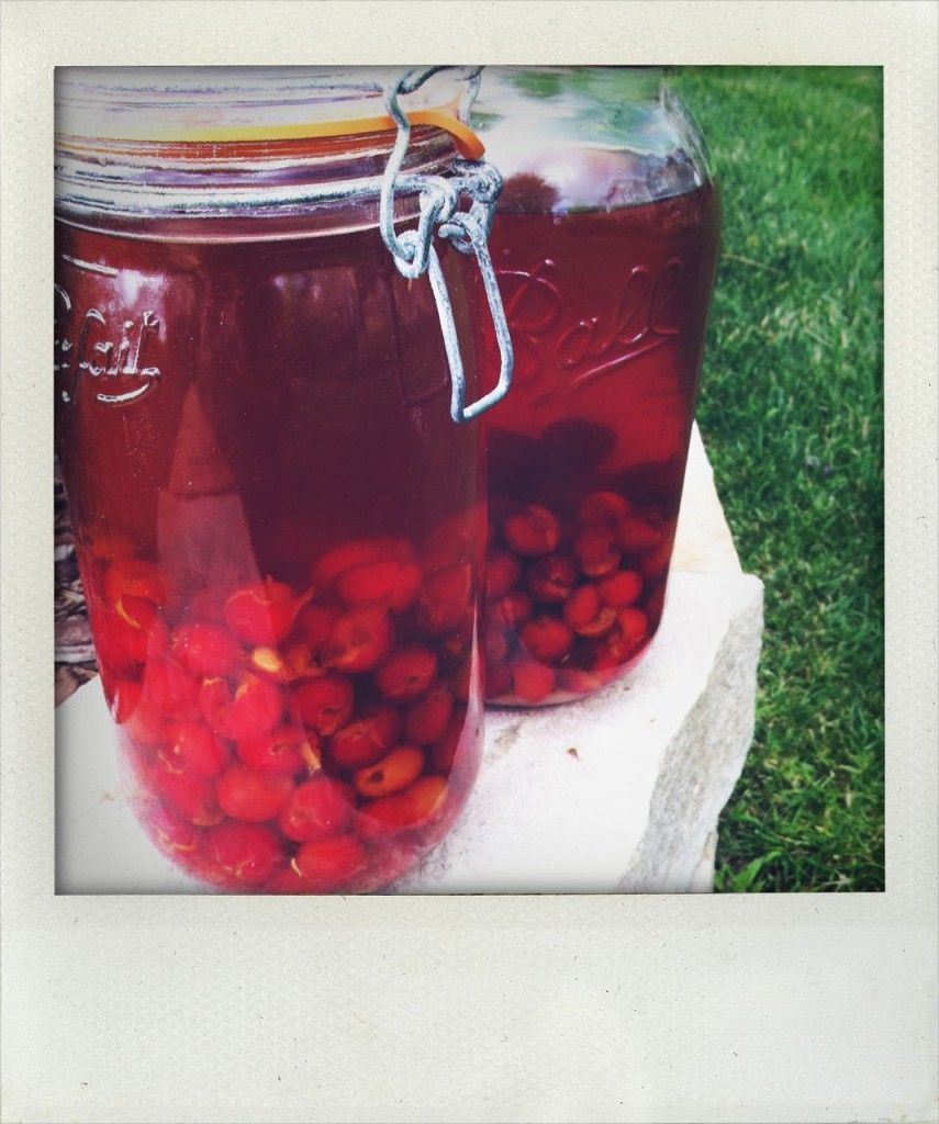 cherry bounce 1 Cherry bounce, Cherry bounce moonshine cherry bounce 1 Cherry bounce, Cherry bounce moonshine