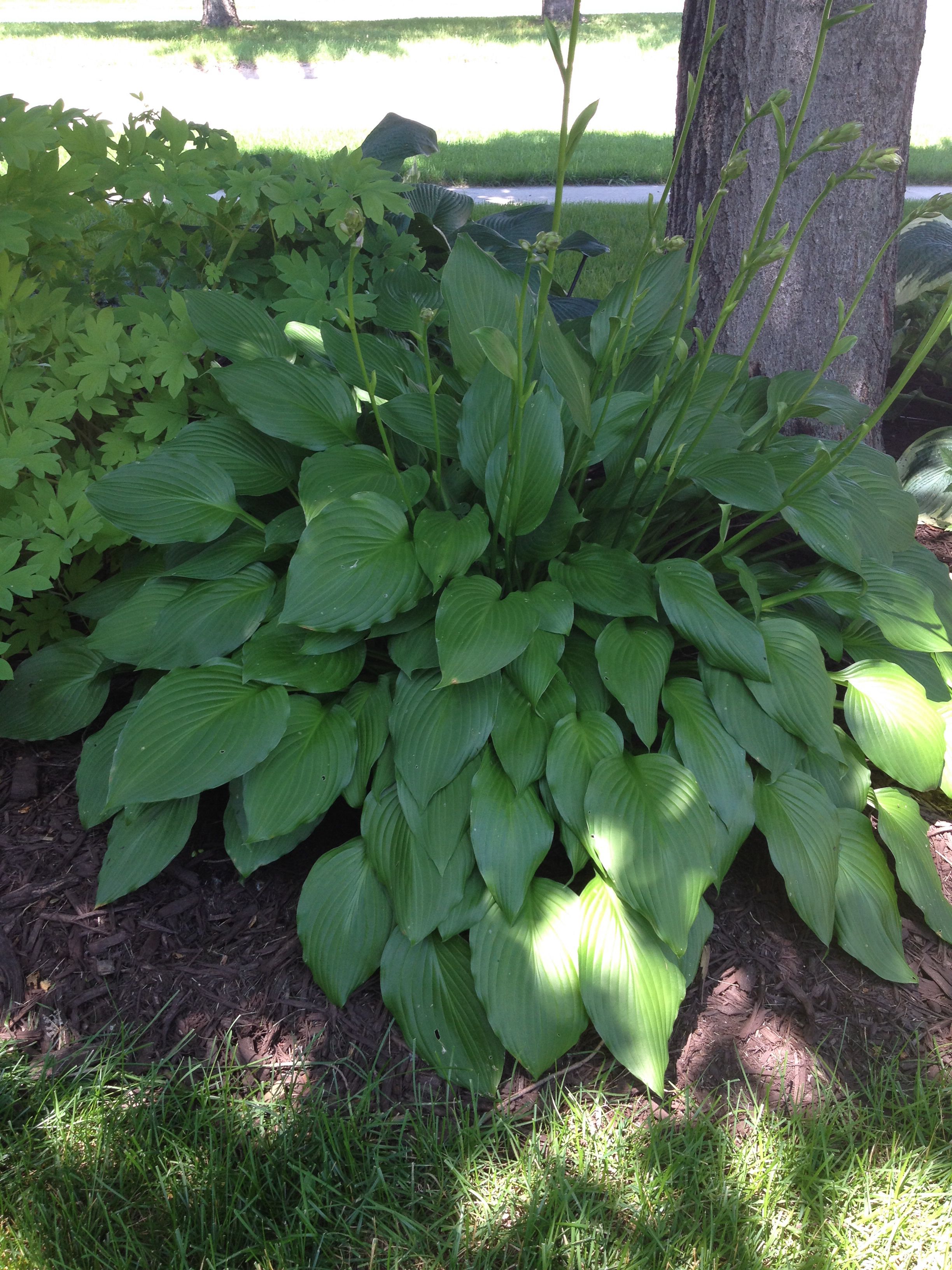Hosta ? Hosta varieties, Hostas, Plants