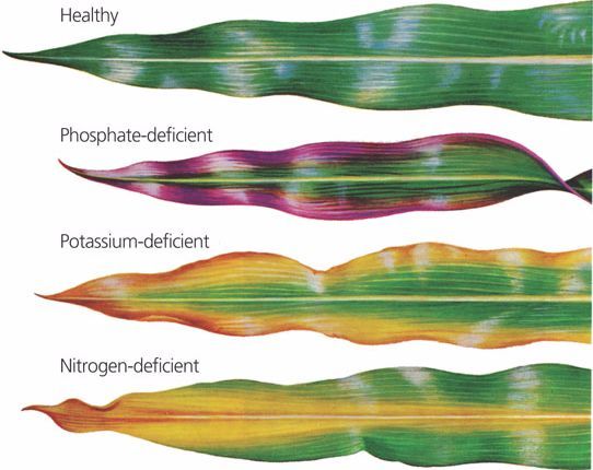 phosphorus deficiency in corn