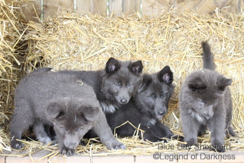 Chiots Blue Bay Shepherd Baby Animals Cute Animals Blue German Shepherd Chiots Blue Bay Shepherd Baby Animals Cute Animals Blue German Shepherd